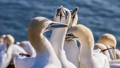 辽宁队双杀福建，展现强大实力