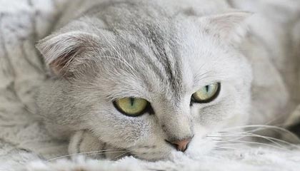 加拿大冰雪项目表现出色，力争金牌