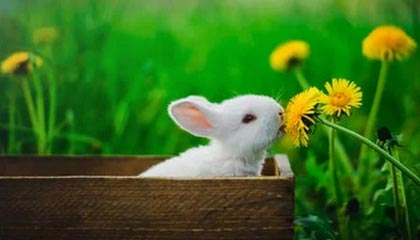 四川旋风失利，需总结教训